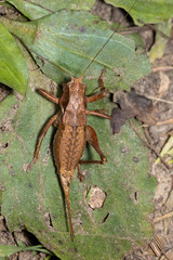 Atlanticus testaceus