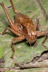 Atlanticus testaceus