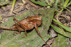 Atlanticus testaceus