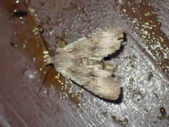 Lithophane disposita