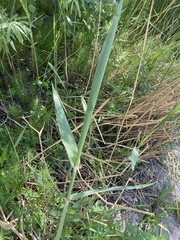 Phragmites australis