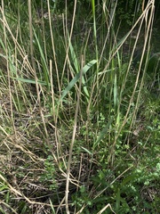 Phragmites australis