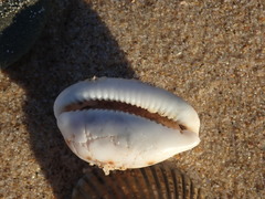 Talostolida pellucens