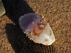 Talostolida pellucens