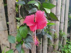 Hibiscus