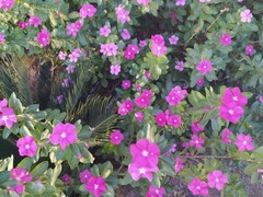 Catharanthus roseus