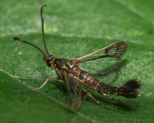 Ithaca Clearwing Moth photo 5