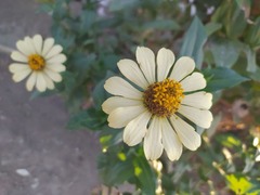 Asteroideae