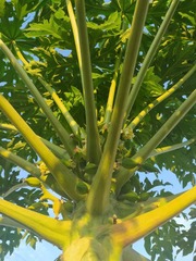 Carica papaya
