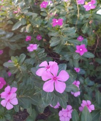 Magnoliopsida