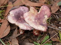 Russula lenkunya