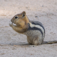 Callospermophilus lateralis bernardinus
