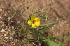 Senna pumilio