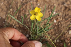 Senna pumilio