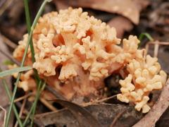 Ramaria capitata ochraceosalmonicolor