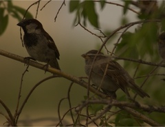 Passer domesticus
