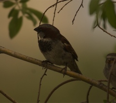 Passer domesticus