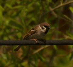 Passer montanus