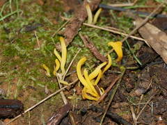 Clavulinopsis amoena