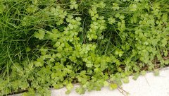 Hydrocotyle tripartita