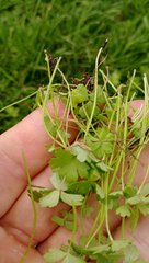 Hydrocotyle tripartita