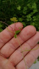 Hydrocotyle tripartita
