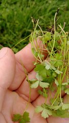 Hydrocotyle tripartita