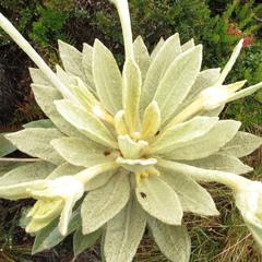 Espeletia barclayana