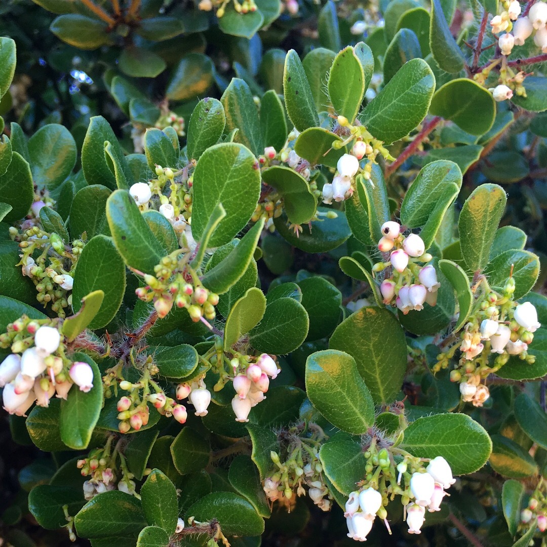 Arctostaphylos sensitiva