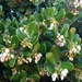 Glossyleaf Manzanita - Photo (c) Mike Splain, some rights reserved (CC BY-ND), uploaded by Mike Splain