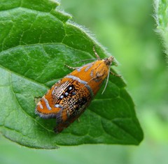 Olethreutes arcuella