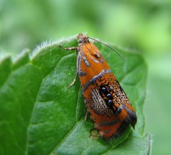 Olethreutes arcuella