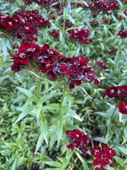 Dianthus barbatus
