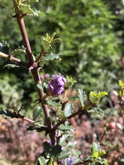 Ceanothus masonii