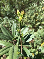 Ceanothus foliosus foliosus