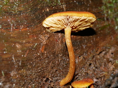 Gymnopilus ferruginosus
