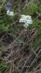 Smelowskia alba