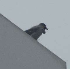 Corvus cornix