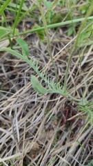 Smelowskia alba