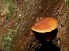 Gymnopilus ferruginosus