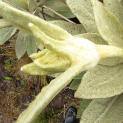 Espeletia barclayana