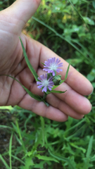 Lactuca graminifolia
