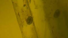 Cypridopsis