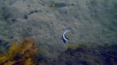 Heniochus diphreutes