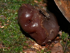 Phaeotremella fimbriata