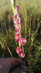 Gladiolus crassifolius