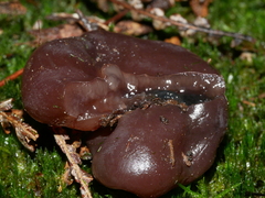 Phaeotremella fimbriata