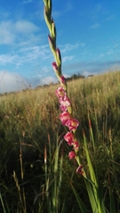 Gladiolus crassifolius