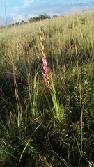 Gladiolus crassifolius