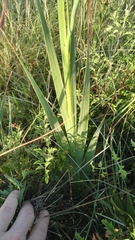 Gladiolus crassifolius